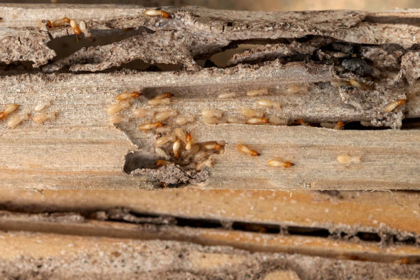 Best Cockroach Control Services  in Poteet, TX